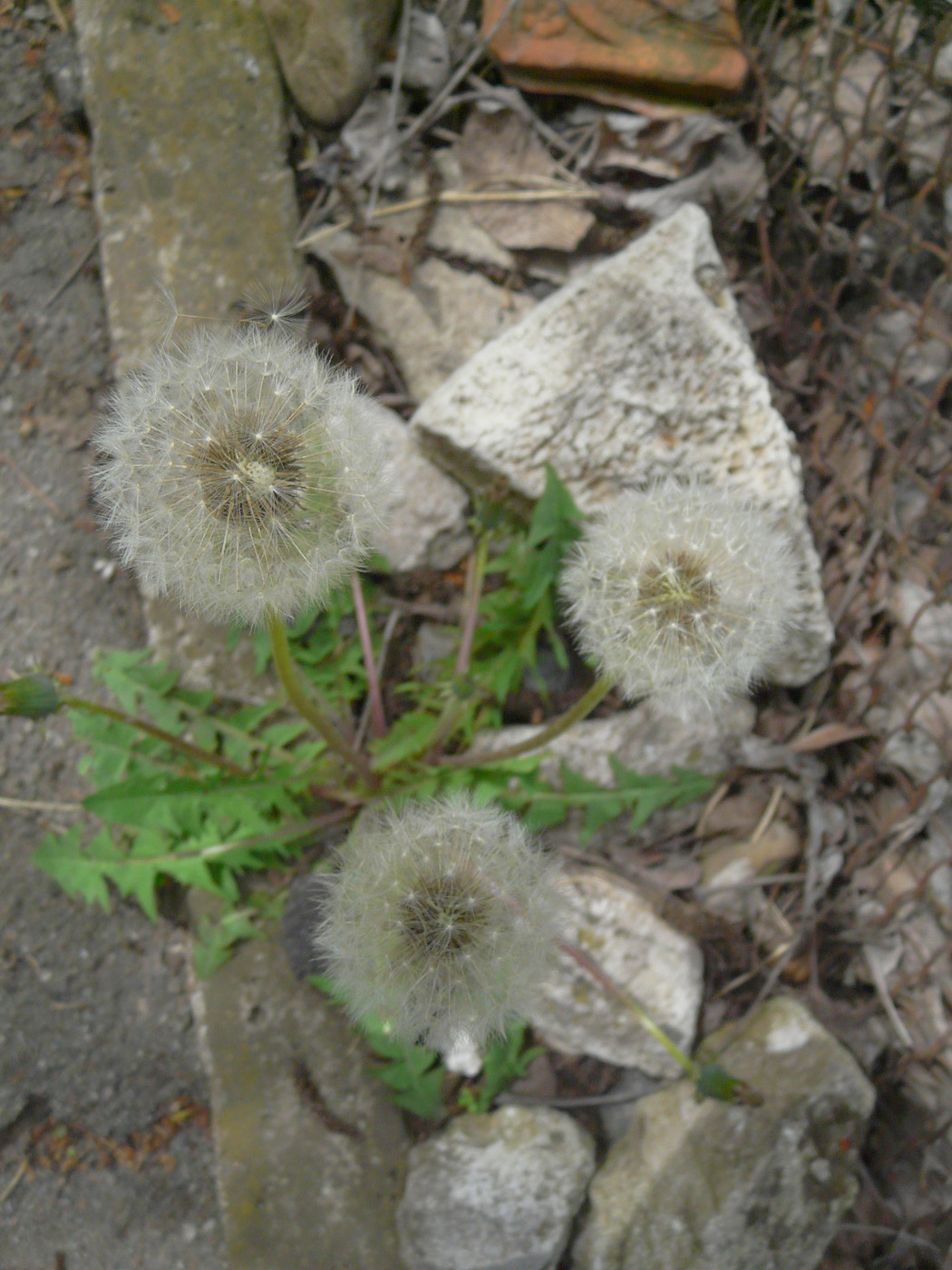 Image of Taraxacum officinale specimen.