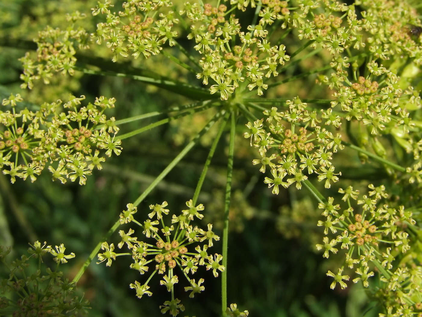 Изображение особи Heracleum sibiricum.