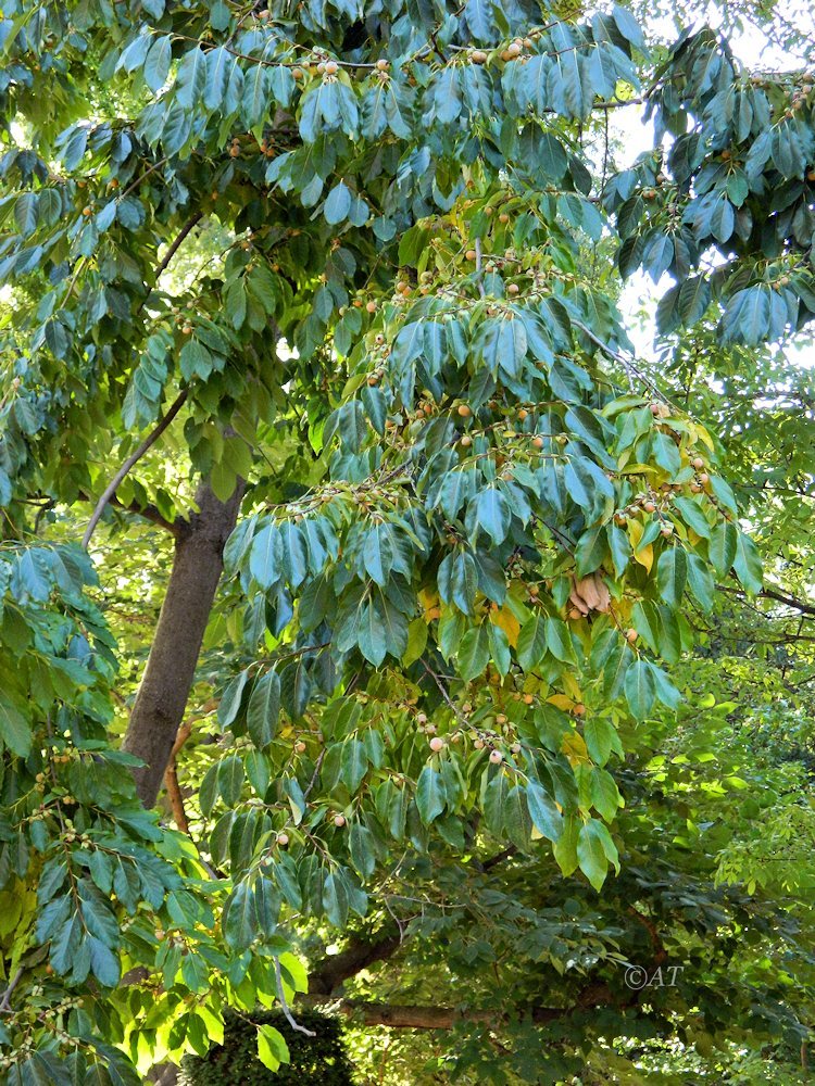 Изображение особи Diospyros japonica.