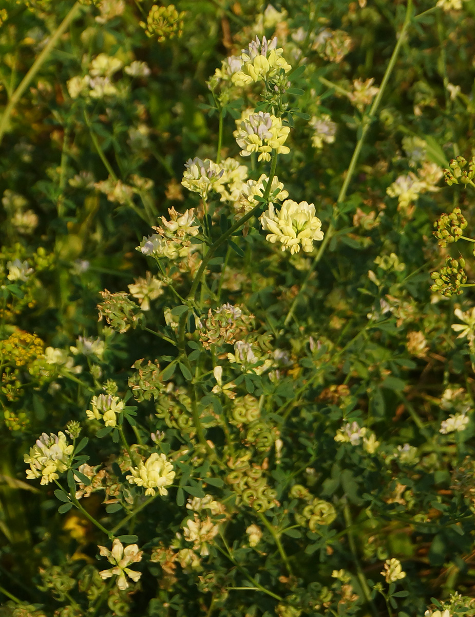 Изображение особи Medicago &times; varia.