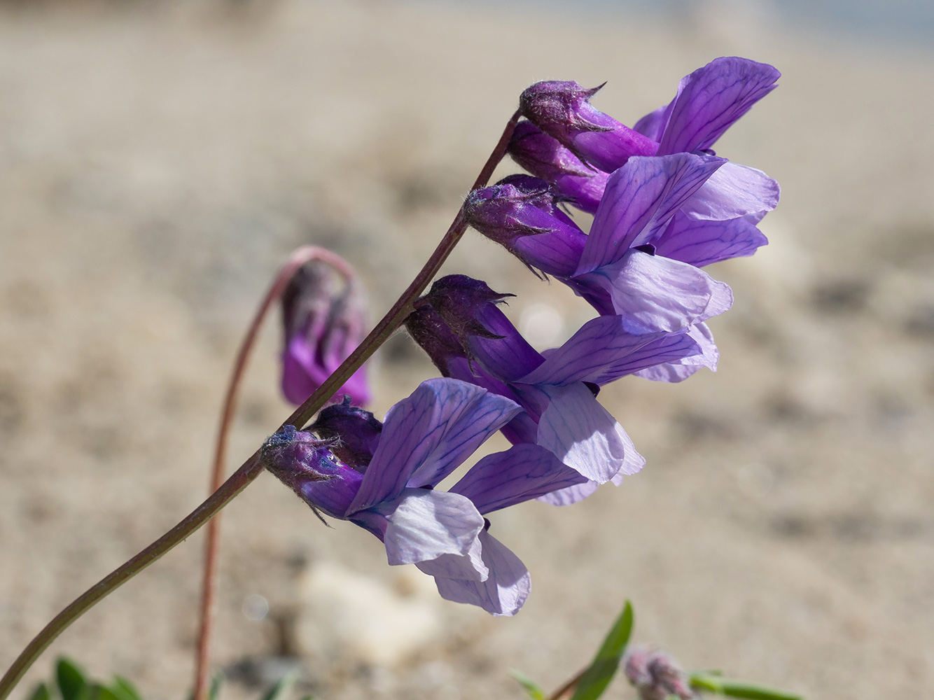 Image of Vicia sosnowskyi specimen.