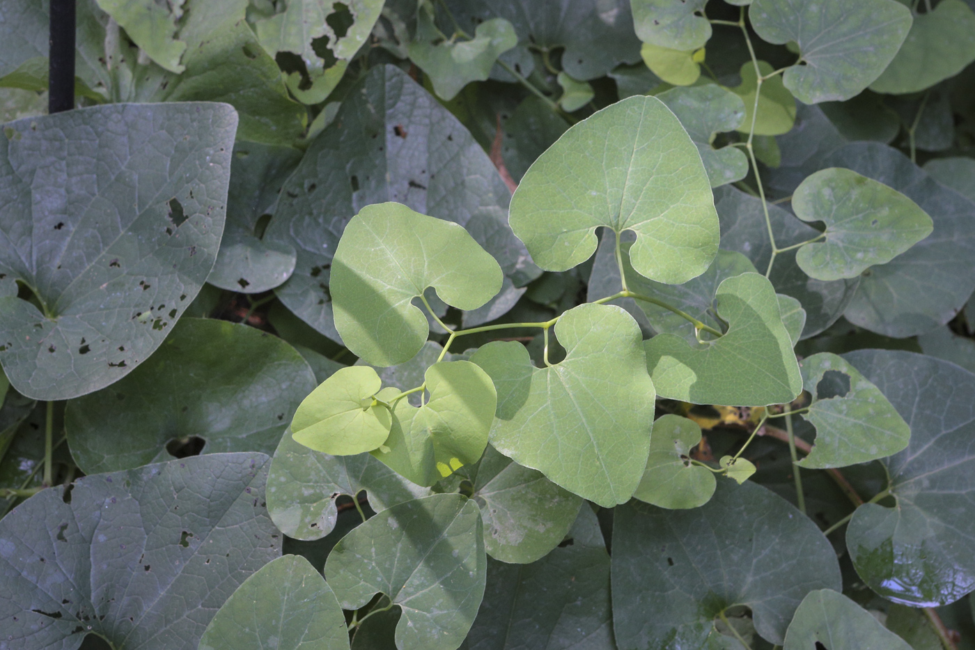 Изображение особи Aristolochia clematitis.