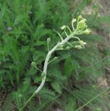 Camelina microcarpa