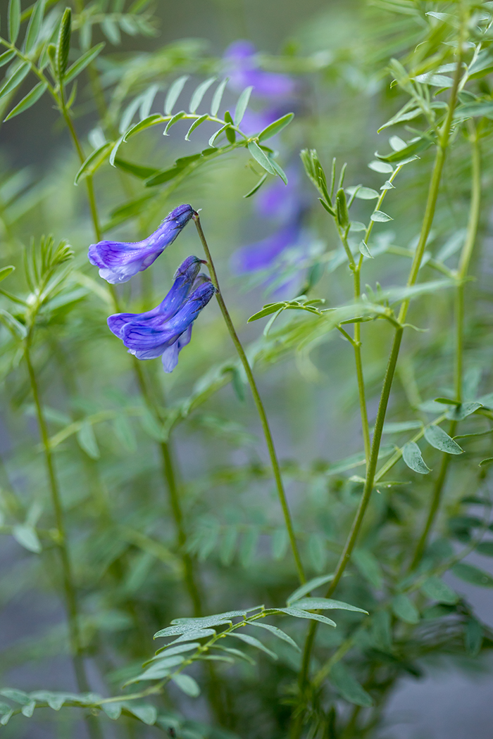 Image of genus Vicia specimen.