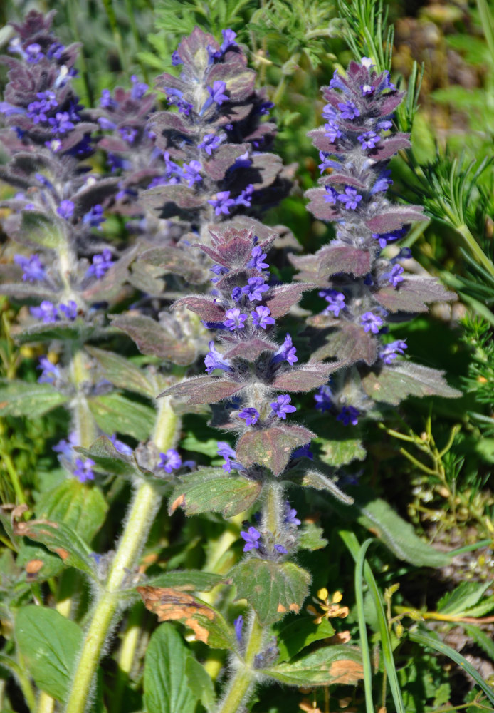 Image of Ajuga orientalis specimen.