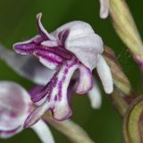 Orchis militaris. Цветок. Республика Татарстан, Спасский р-н, ур. Ясачка. 08.06.2010.