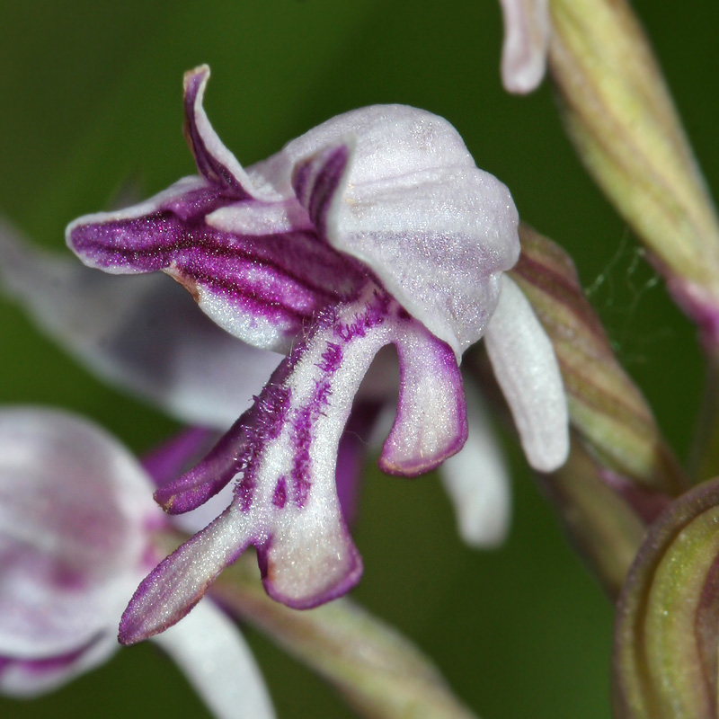 Изображение особи Orchis militaris.