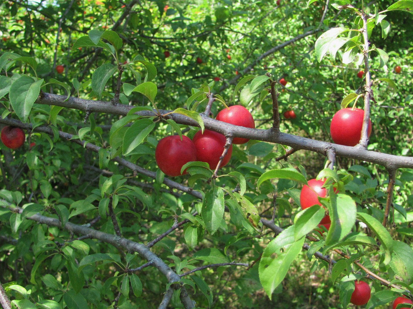 Изображение особи Prunus cerasifera.