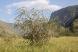 Caragana stenophylla. Вегетирующее растение. Алтай, Улаганский р-н, долина р. Чулышман, окр. ручья Куркуре, степь. 6 августа 2020 г.