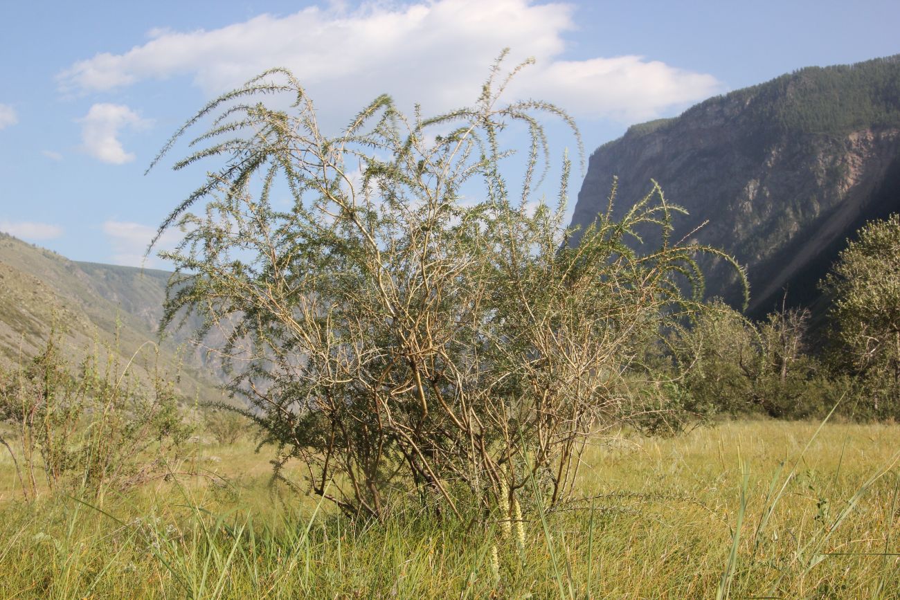 Image of Caragana stenophylla specimen.