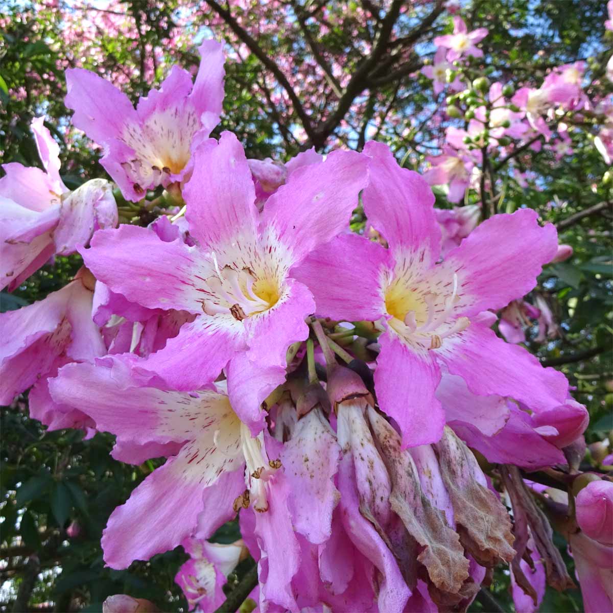 Изображение особи Ceiba pubiflora.