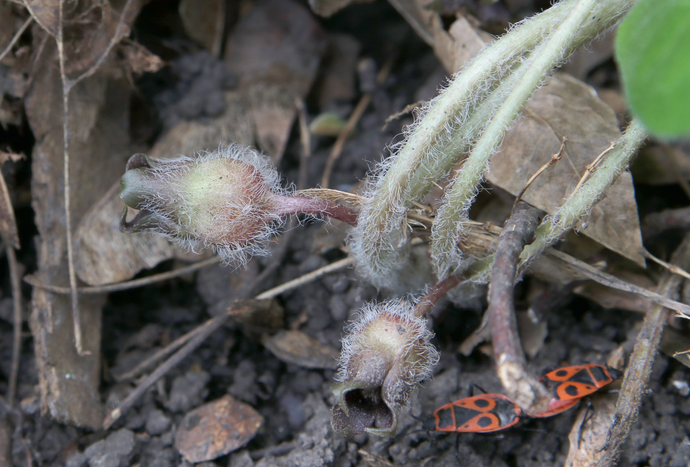 Изображение особи Asarum europaeum.