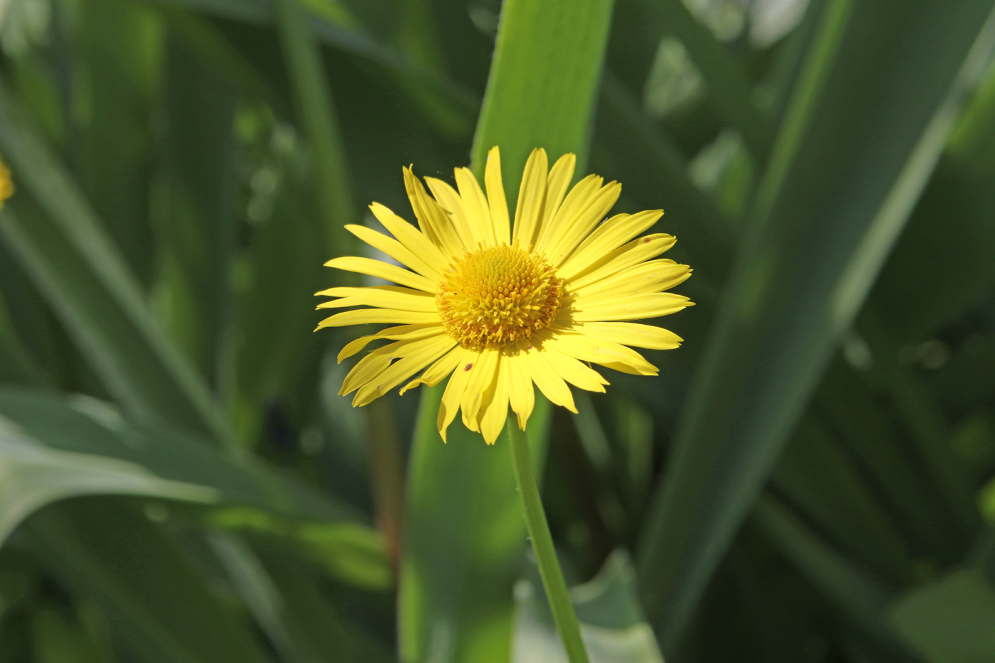 Image of Doronicum orientale specimen.