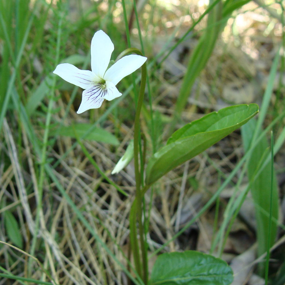 Изображение особи Viola patrinii.