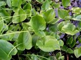 Calla palustris