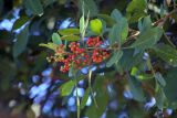 familia Anacardiaceae. Ветвь с плодами. Мадагаскар, провинция Анциранана, регион Диана, о-в Нуси Бе. 05.05.2018.