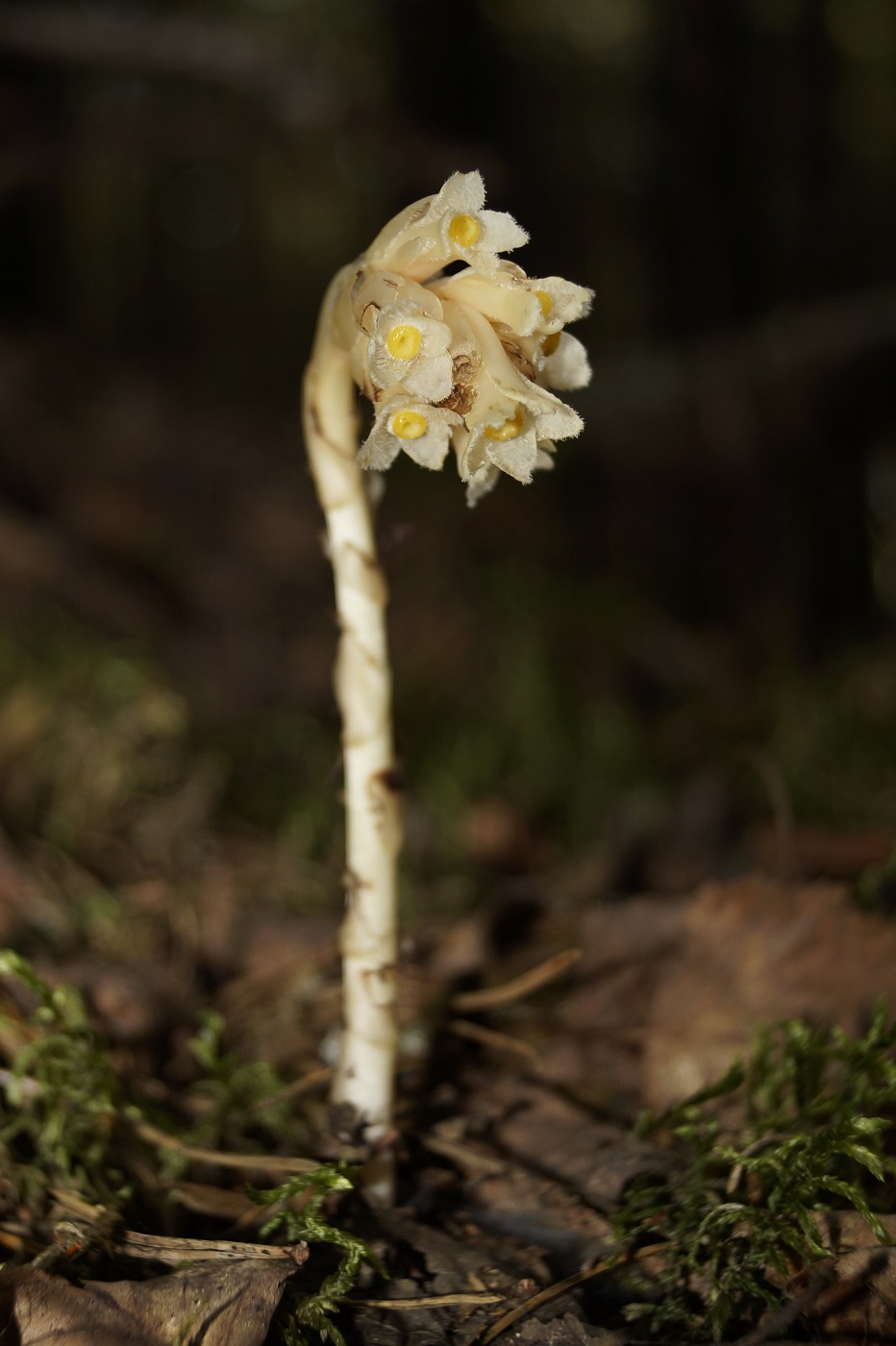 Image of Hypopitys monotropa specimen.