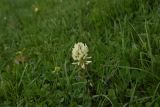 Trifolium canescens. Соцветие. Республика Ингушетия, Джейрахский р-н, окр. ур. Мусиево, выс. 1970 м н.у.м., луг. 19 июня 2022 г.