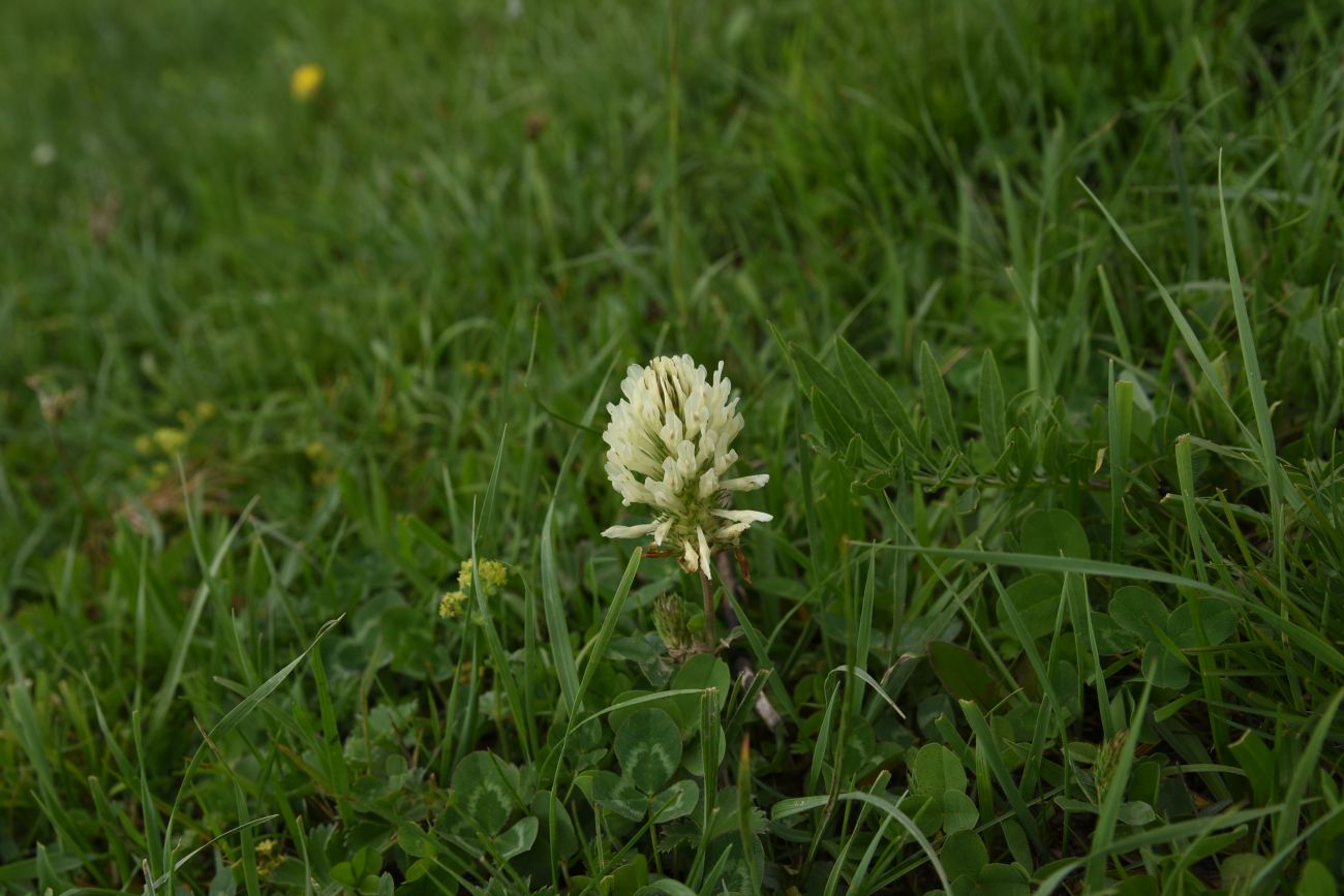 Image of Trifolium canescens specimen.