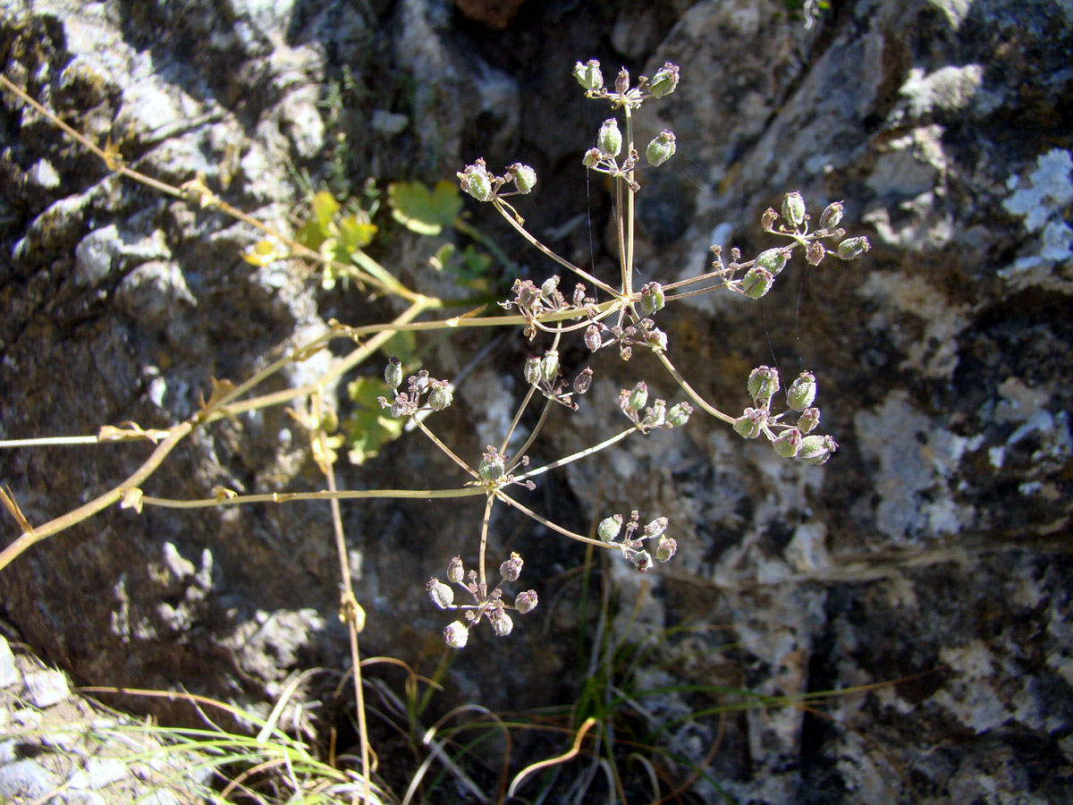 Изображение особи Aulacospermum alaicum.