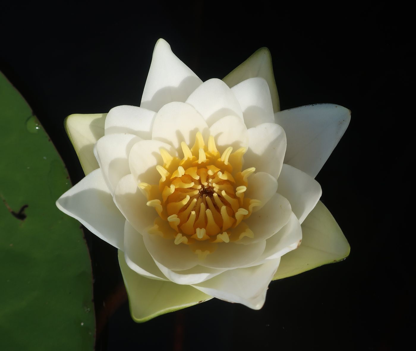 Image of Nymphaea candida specimen.