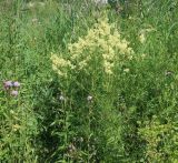 Thalictrum lucidum
