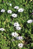 Osteospermum fruticosum. Цветущие растения. Австралия, штат Тасмания, национальный парк \"Кредл Маунтин\". 24.12.2010.