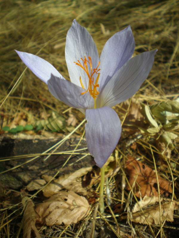 Изображение особи Crocus speciosus.