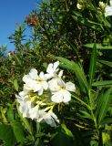 Nerium oleander