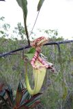 Nepenthes stenophylla. Ловчий кувшинчик. Малайзия, штат Саравак, национальный парк \"Бако\". 30.04.2008.