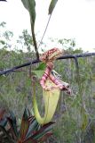 Nepenthes stenophylla