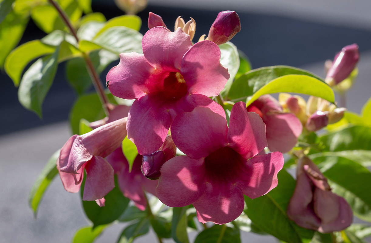 Image of Allamanda blanchetii specimen.