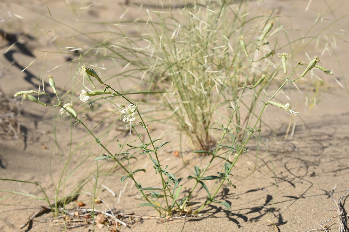 Изображение особи Silene odoratissima.