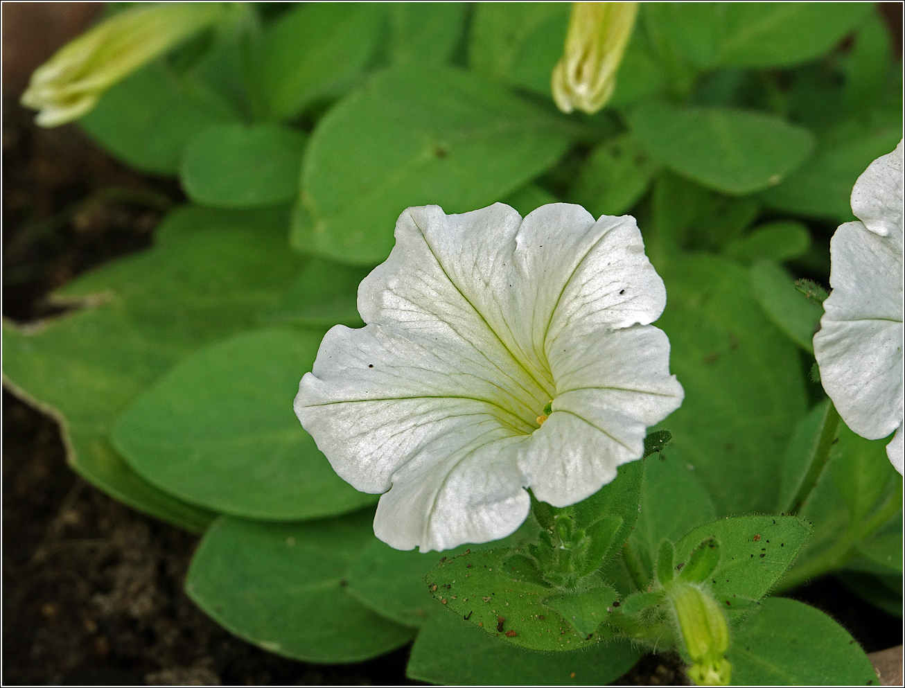 Image of Petunia × atkinsiana specimen.