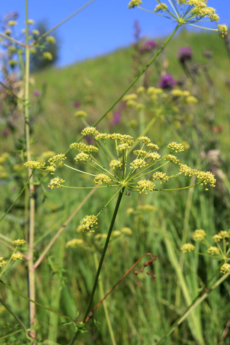 Изображение особи Xanthoselinum alsaticum.