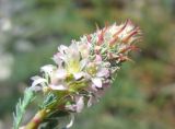 Myricaria bracteata