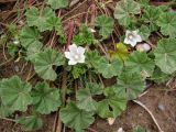 Malva neglecta