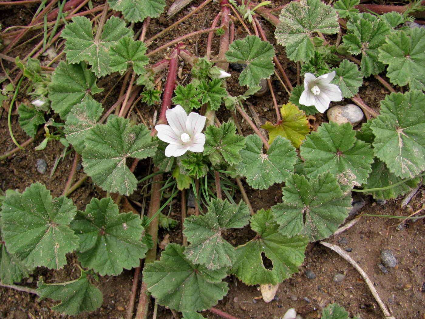 Изображение особи Malva neglecta.