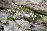 genus Cerastium. Цветущие растения. Карачаево-Черкесия, Урупский р-н, Кавказский биосферный заповедник, Имеретинские озёра, у оз. Буша, ≈ 2800 м н.у.м., на скале. 27.07.2022.