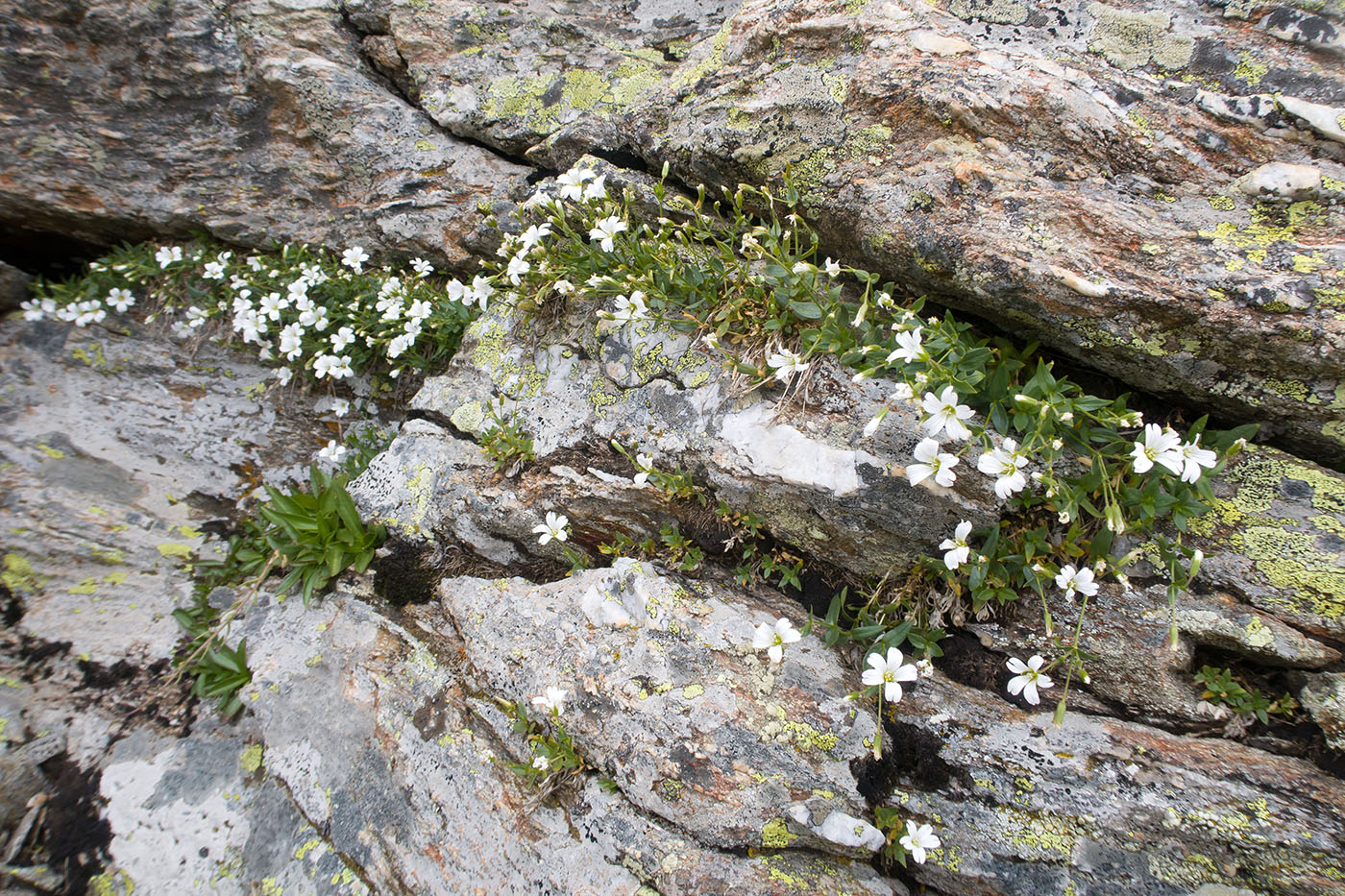 Image of genus Cerastium specimen.