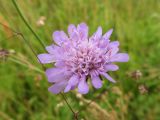 Knautia arvensis. Соцветие. Беларусь, Гродненская обл., Новогрудский р-н, объездная дорога, суходольный злаково-разнотравный луг. 08.07.2022.