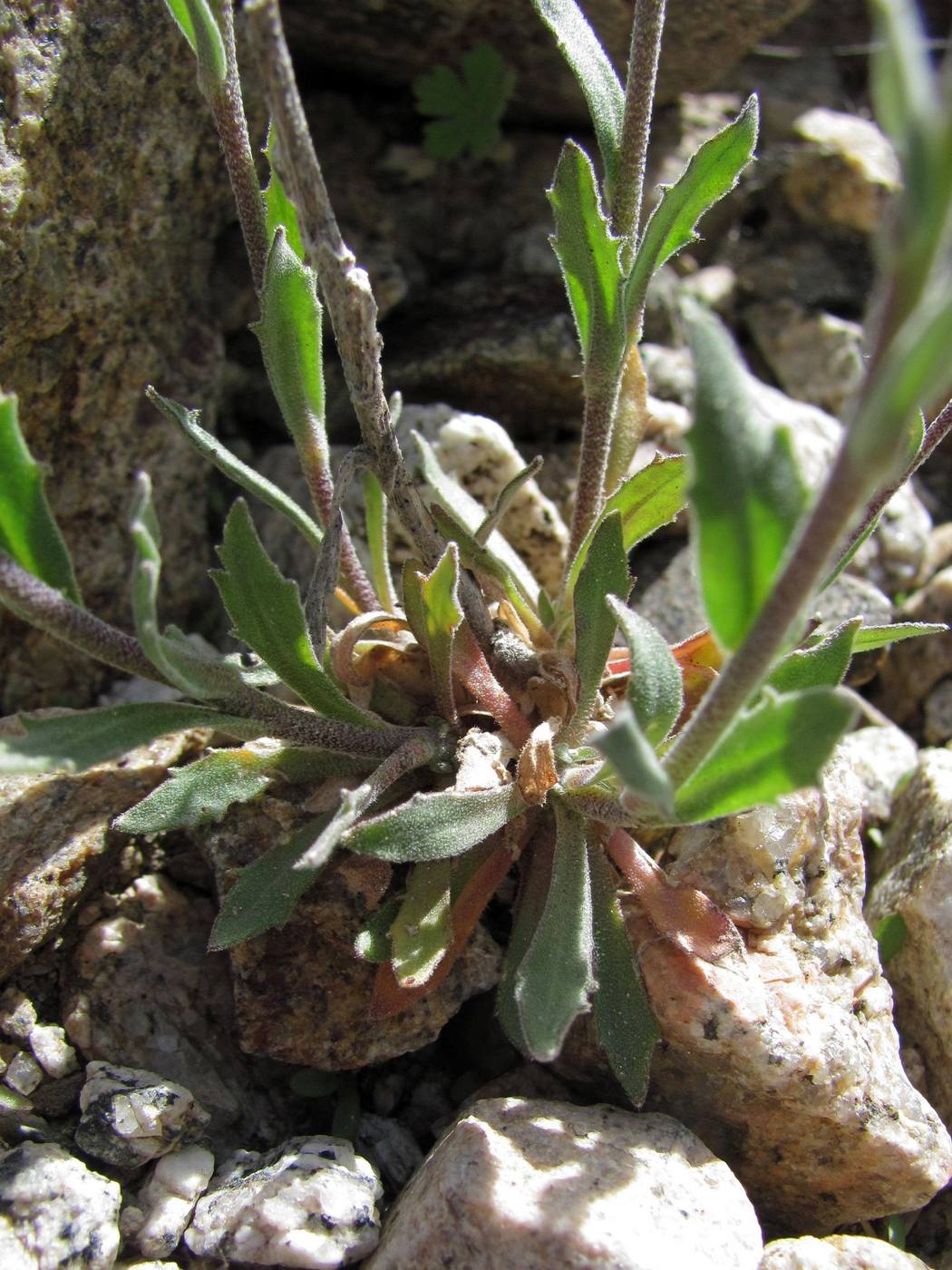 Image of Draba cana specimen.