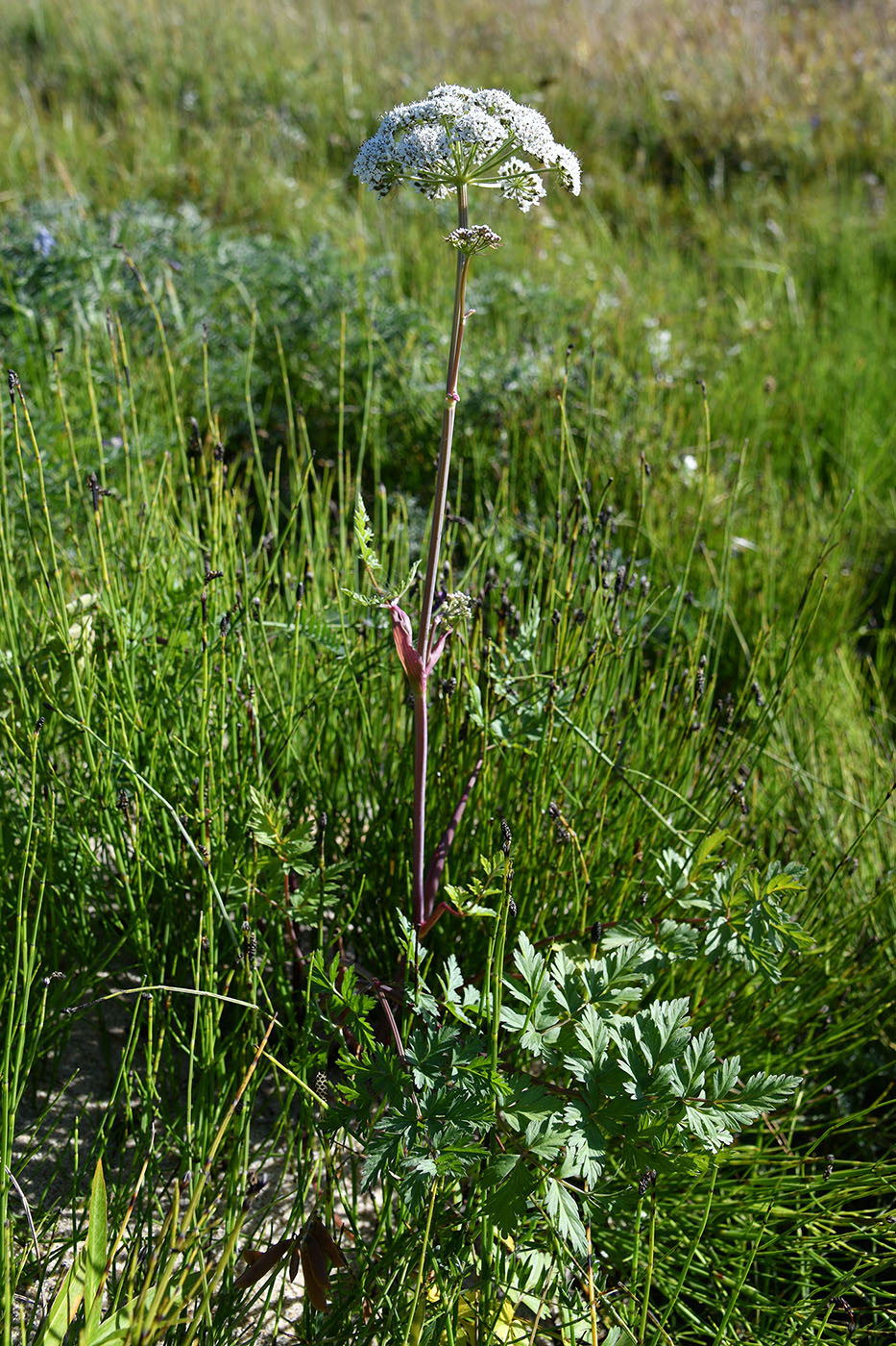 Image of genus Angelica specimen.