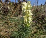 Aconitum confertiflorum