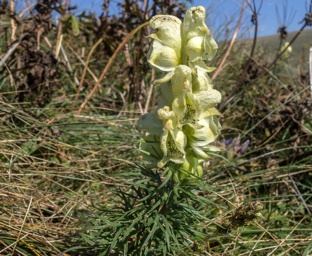 Image of Aconitum confertiflorum specimen.