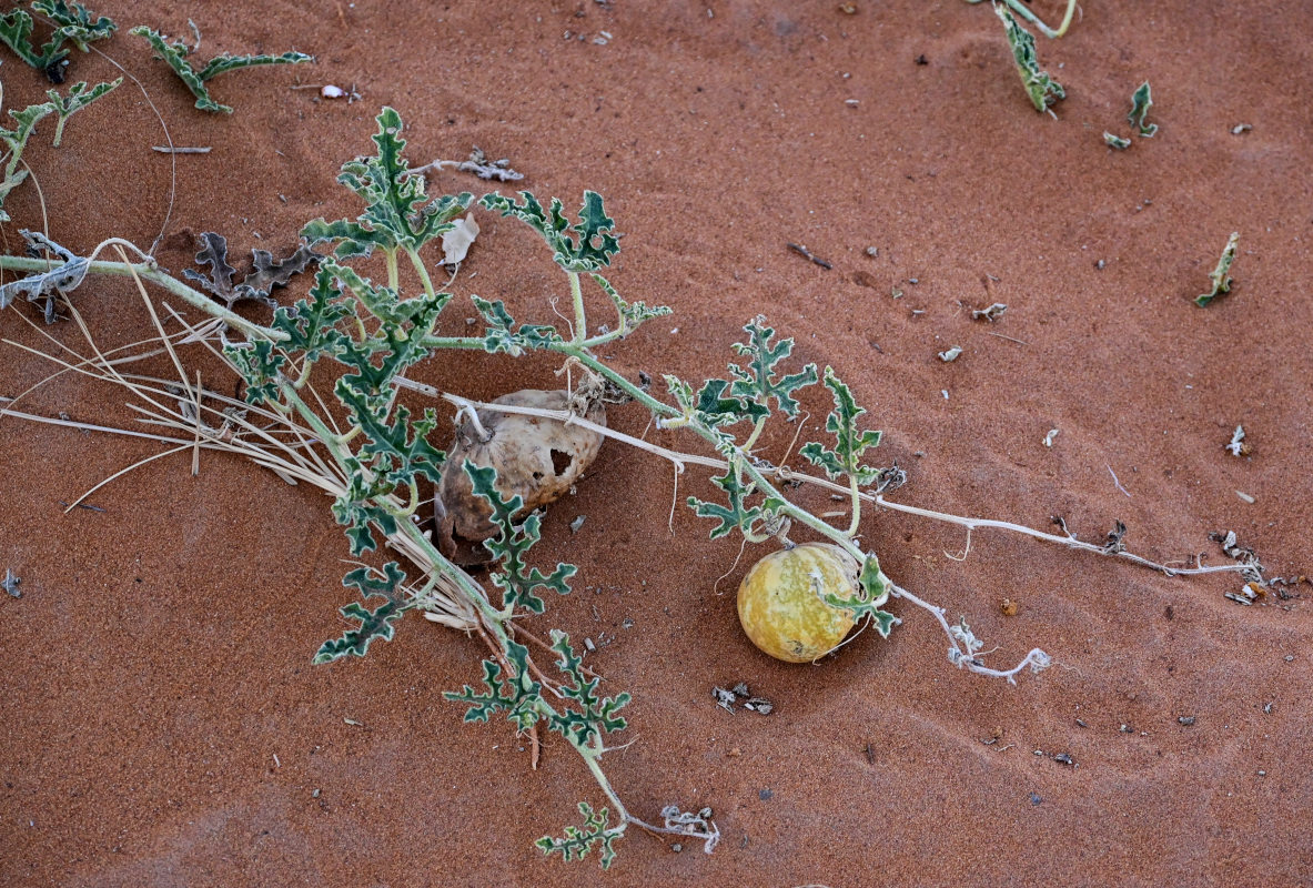 Изображение особи Citrullus colocynthis.