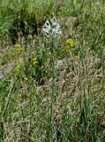 genus Ornithogalum