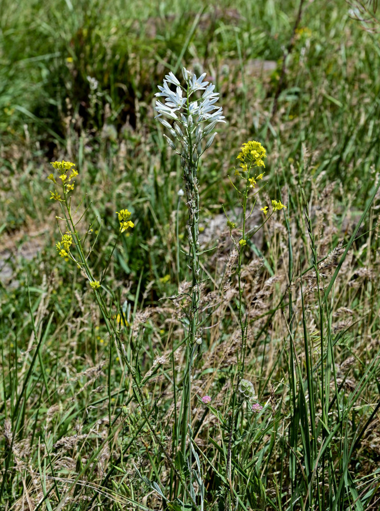 Изображение особи род Ornithogalum.