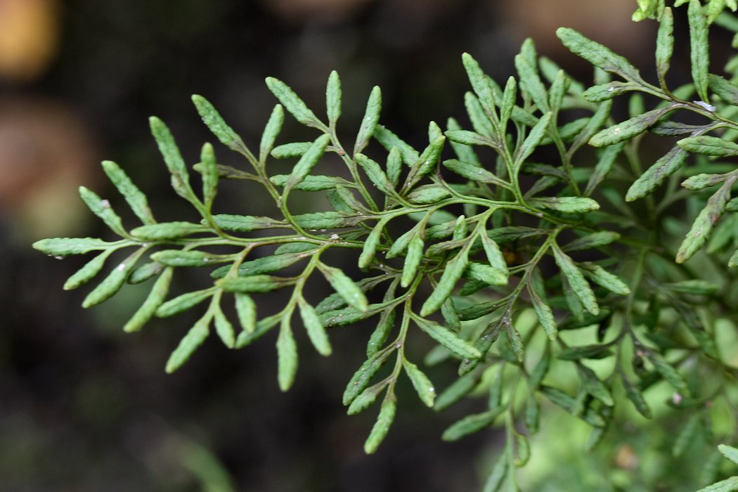 Image of Cryptogramma crispa specimen.