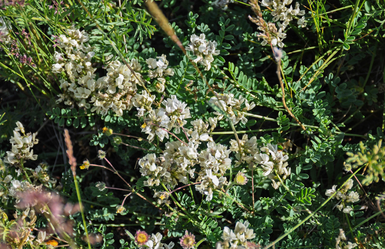 Изображение особи Astragalus multicaulis.